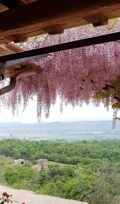 Vesper - Casale Con Piscina - Ad Galli Cantum Città della Pieve Екстериор снимка